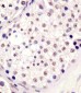 MLL3 Antibody (N-term)